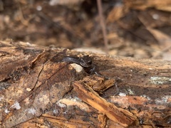 Plethodon jacksoni
