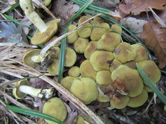 Cortinarius venetus