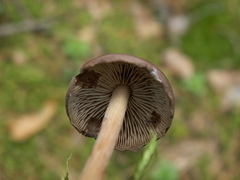 Melanoleuca microcephala