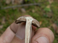 Melanoleuca microcephala