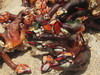 Cape Verde Goose Barnacle - Photo (c) Pedro Monteiro, some rights reserved (CC BY-NC), uploaded by Pedro Monteiro