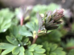 Corydalis solida