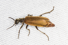Epicauta ochrea