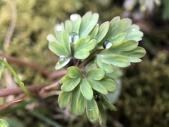 Corydalis solida