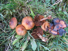 Cortinarius hinnuleus