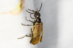 Epicauta ochrea