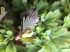 Corydalis solida