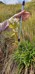 Gentianeae