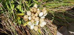 Gentianeae