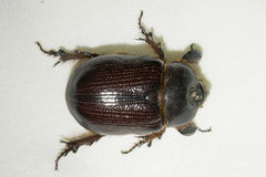 Orizabus clunalis