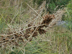 Aciphylla squarrosa squarrosa