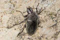 Polemiotus submetallicus