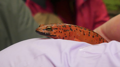 Pseudotriton ruber schencki