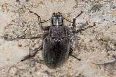 Polemiotus submetallicus