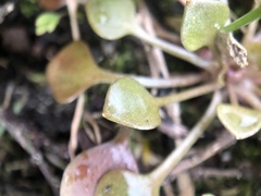 Claytonia rubra