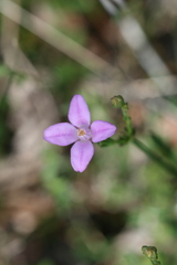 Boronia spathulata