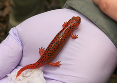 Pseudotriton ruber schencki