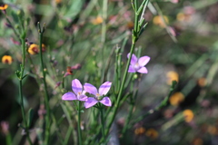 Boronia spathulata