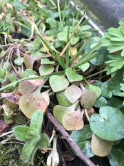 Claytonia rubra