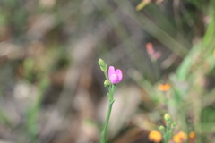 Boronia spathulata