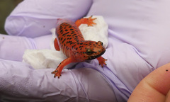 Pseudotriton ruber schencki