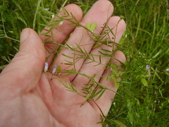 Vicia tetrasperma