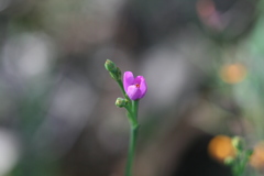 Boronia spathulata