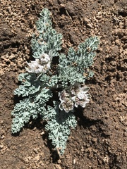 Vesper purpurascens