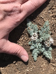 Vesper purpurascens