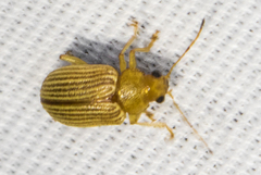 Colaspis hesperia