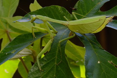 Macromantis hyalina