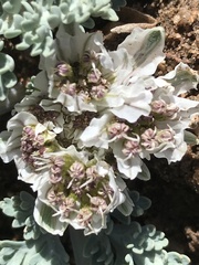 Vesper purpurascens