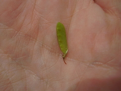 Vicia tetrasperma