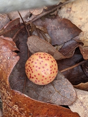 Atrusca quercuscentricola