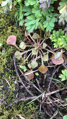 Claytonia rubra