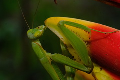 Macromantis hyalina