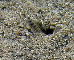 Amblyeleotris steinitzi