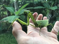 Macromantis hyalina
