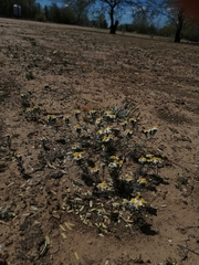 Thymophylla concinna