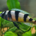 Haplochromis latifasciatus - Photo (c) Chantal Wagner Kornin, algunos derechos reservados (CC BY-NC-ND)