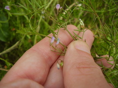 Vicia tetrasperma