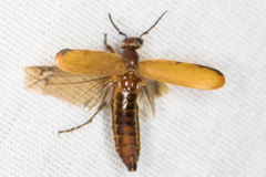 Epicauta ochrea