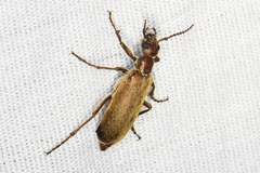 Epicauta ochrea