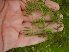 Vicia tetrasperma
