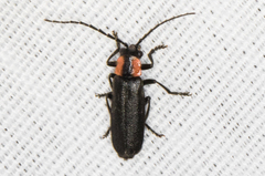 Discodon bipunctatum
