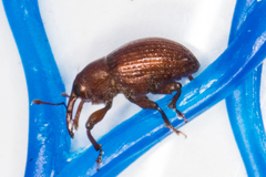 Rhyssomatus parvulus