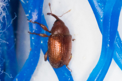 Rhyssomatus parvulus