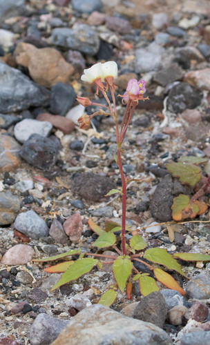 Chylismia claviformis ssp. funerea