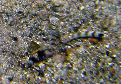 Amblyeleotris steinitzi