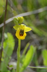 Ophrys lutea lutea